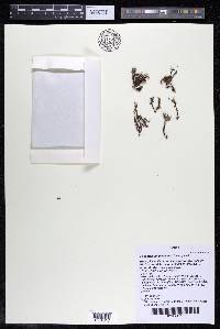 Podostemum distichum image