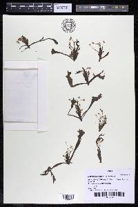 Mourera alcicornis image