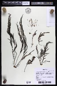 Marathrum foeniculaceum image