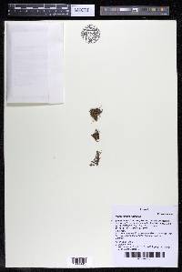 Podostemum rutifolium subsp. rutifolium image