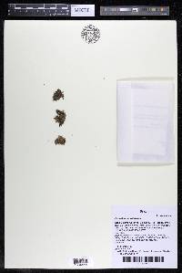 Podostemum rutifolium subsp. rutifolium image