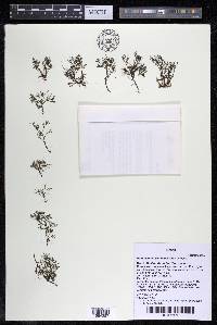 Podostemum distichum image