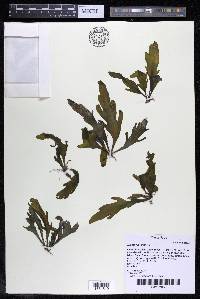 Marathrum utile image