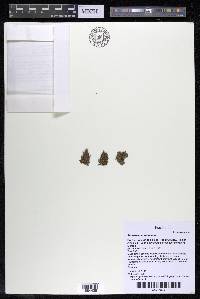 Podostemum rutifolium subsp. rutifolium image