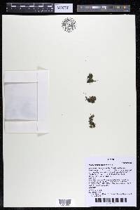 Podostemum muelleri image