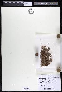 Noveloa coulteriana image