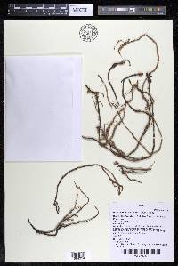 Podostemum distichum image