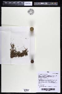 Podostemum rutifolium subsp. rutifolium image