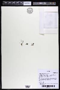 Podostemum muelleri image