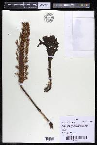 Mourera fluviatilis image