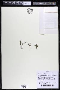 Podostemum rutifolium subsp. rutifolium image