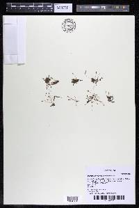Marathrum foeniculaceum image