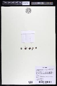 Lophogyne aeruginosa image