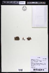 Podostemum muelleri image