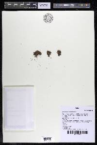 Podostemum rutifolium subsp. rutifolium image