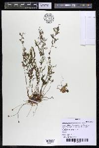 Marathrum foeniculaceum image