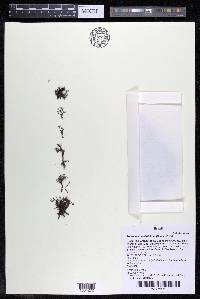 Podostemum distichum image