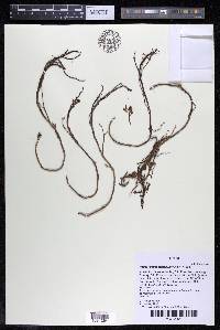 Podostemum distichum image