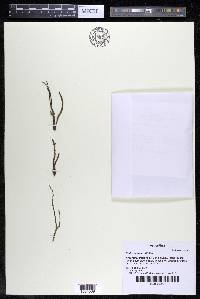 Podostemum rutifolium subsp. rutifolium image