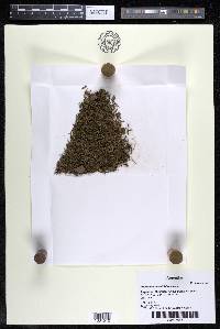 Podostemum rutifolium subsp. rutifolium image