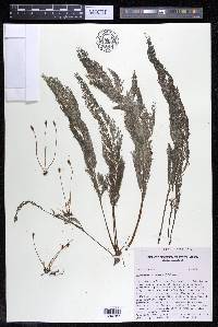 Marathrum foeniculaceum image