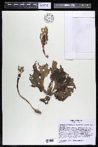 Mourera monadelpha image