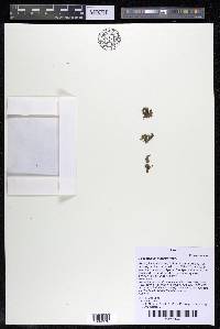 Podostemum muelleri image
