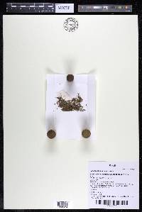 Podostemum muelleri image