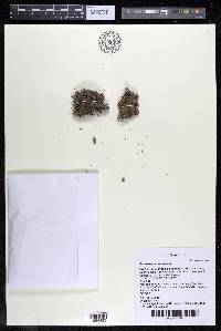 Podostemum rutifolium subsp. rutifolium image