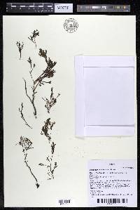 Podostemum comatum image
