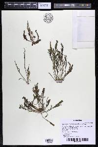 Marathrum foeniculaceum image