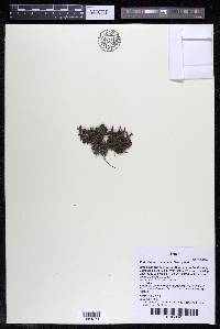 Podostemum distichum image