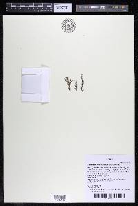 Podostemum distichum image