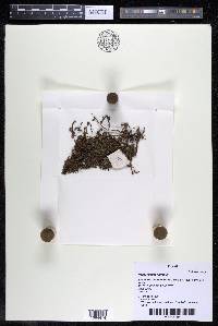 Podostemum rutifolium subsp. rutifolium image