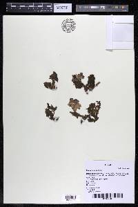 Mourera aspera image