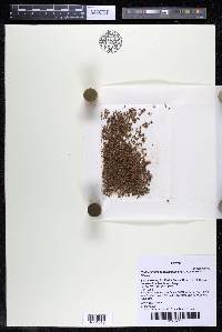 Podostemum scaturiginum image