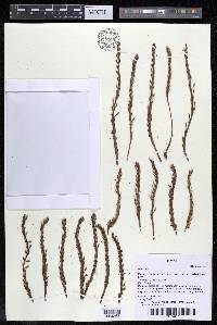 Mourera monadelpha image