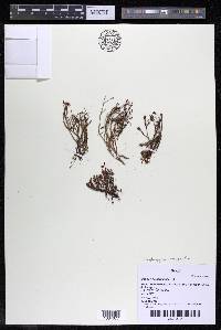 Lophogyne royenella image