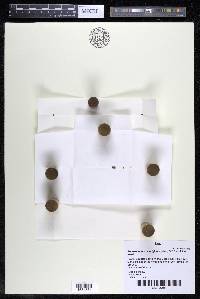 Podostemum scaturiginum image