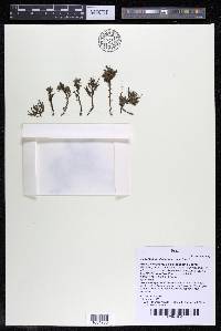 Podostemum distichum image