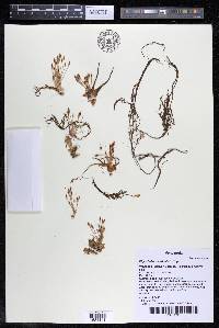 Rhyncholacis carinata image