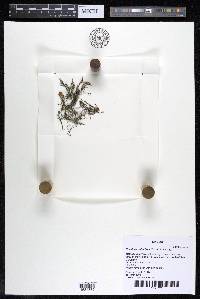 Noveloa coulteriana image