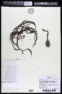 Weddellina squamulosa image