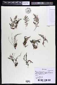 Marathrum foeniculaceum image