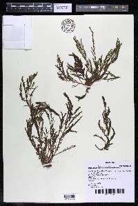 Marathrum foeniculaceum image