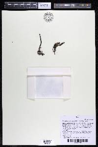 Podostemum irgangii image
