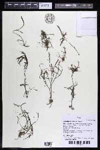 Podostemum comatum image