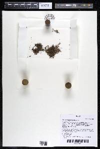 Podostemum muelleri image
