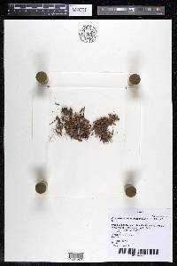 Podostemum scaturiginum image
