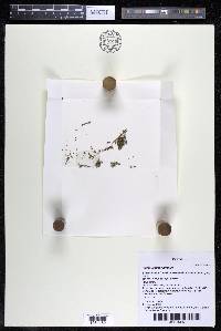 Podostemum rutifolium subsp. rutifolium image